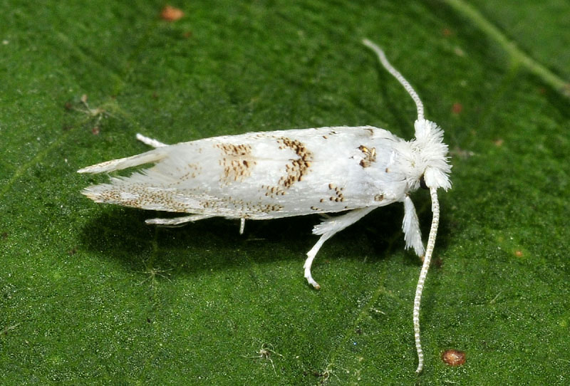 Yponomeutidae:  Niphonympha dealbatella